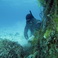 Trash to Treasure: Removing Marine Debris from Hawaii’s Coral Reefs