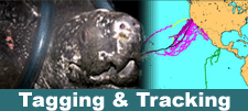 Tagging & Tracking