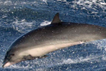 Fraser's Dolphins