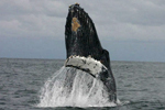 Humpback Whale