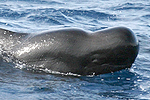 Pilot Whales