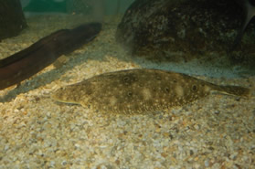 Forming bagged shell reefs at Coffee Island