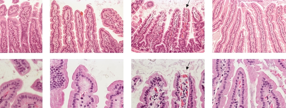 The Effector Domain Region of the Vibrio vulnificus MARTX Toxin Confers Biphasic Epithelial Barrier Disruption and Is Essential for Systemic Spread from the Intestine