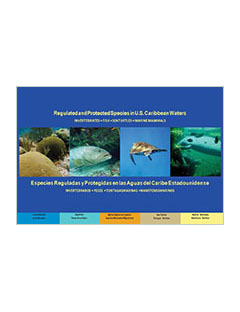 cover - Regulated and Protected Species in U.S. Caribbean Waters: Invertebrates, Fish, Sea Turtles, Marine Mammals (Version 2)