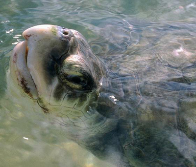 kemp's ridley turtle