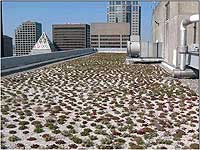 A green roof has been installed on our downtown Seattle office building