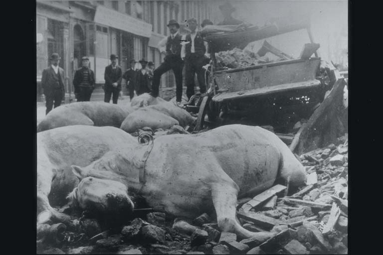 Horses Killed by Falling Bricks