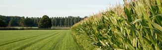 Outdoor field of crops