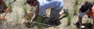 Volunteers Planting Grasses