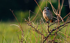 Restoration Spotlight: Chino Farms brings back the bobwhite quail