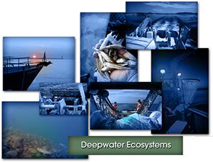 Deepwater Ecosystems collage