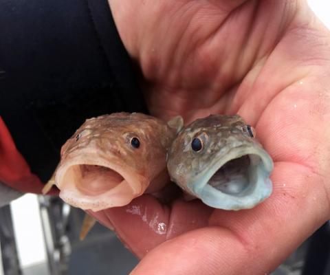 Red and blue color variants of deepwater sculpin from a Lake Ontario survey. The blue coloration naturally occurs and is due to a bile pigment called biliverdin that is more prevalent in some individuals. Photo credit: Brian Weidel, USGS.