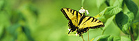 Swallowtail butterfly