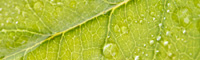 dew on a green leaf