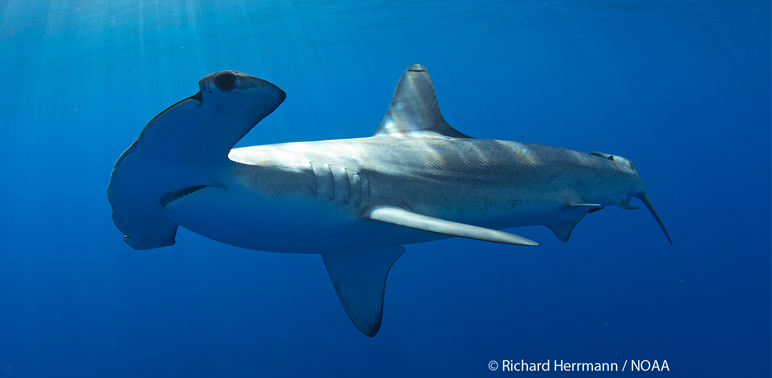 Tagged Hammerhead Travels Widely in Pacific Waters