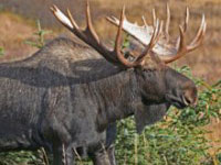Bull moose.
