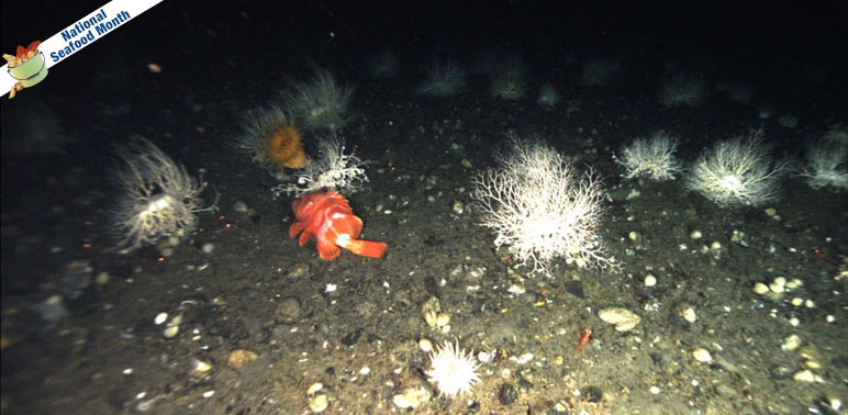 A Photographic Journey to the Bottom of the Sea