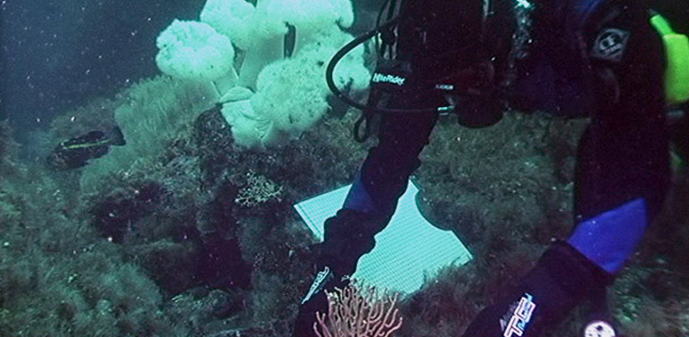 Study Pinpoints How Slowly Some AK Corals Grow