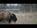 First breeding bull introduced to Minneopa State Park bison herd
