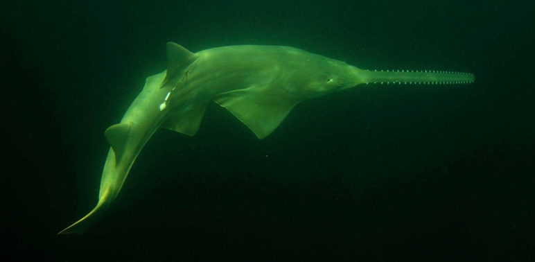 Spiny Dogfish, Skates, Smalltooth Sawfish—Oh My!