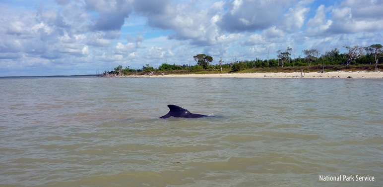 NOAA Responds to Pilot Whales Stranding in Florida