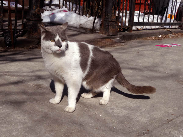 Quincy Street Cat nose nys