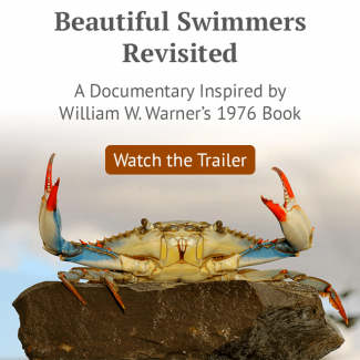 A Documentary Inspired by William W. Warner’s 1976 Exploration of Watermen, Crabs and the Chesapeake Bay.