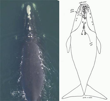 right-whale-identification