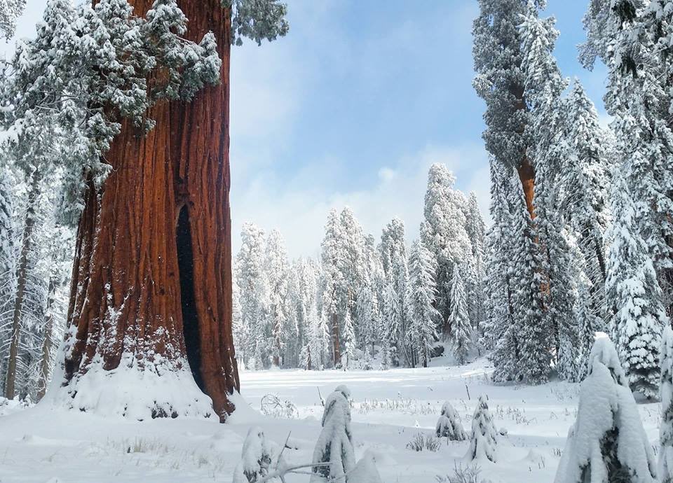 Snow-covered giant redwoods