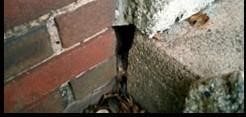 2.This gap between the brick wall and cement step provides the perfect entryway for a mouse. 