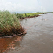 This picture was taken June 23, 2010 along the Louisiana shoreline in Barataria Bay and shows oil spilled from Deepwater Horizon