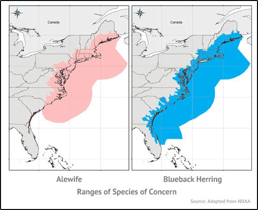 two maps of the East Coast of the USA, showing the ranges of species are found, on left for the alewife and on right for the blueback 