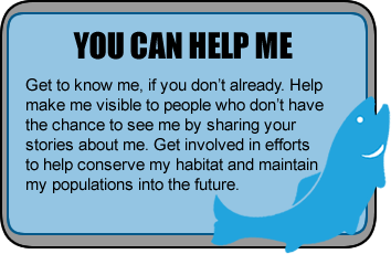 How you can help statement: Get to know me, if you don’t already. Help make me visible to people who don’t have the chance to see me by sharing your stories about me. Get involved in efforts to help conserve my habitat and maintain my populations into the future.
