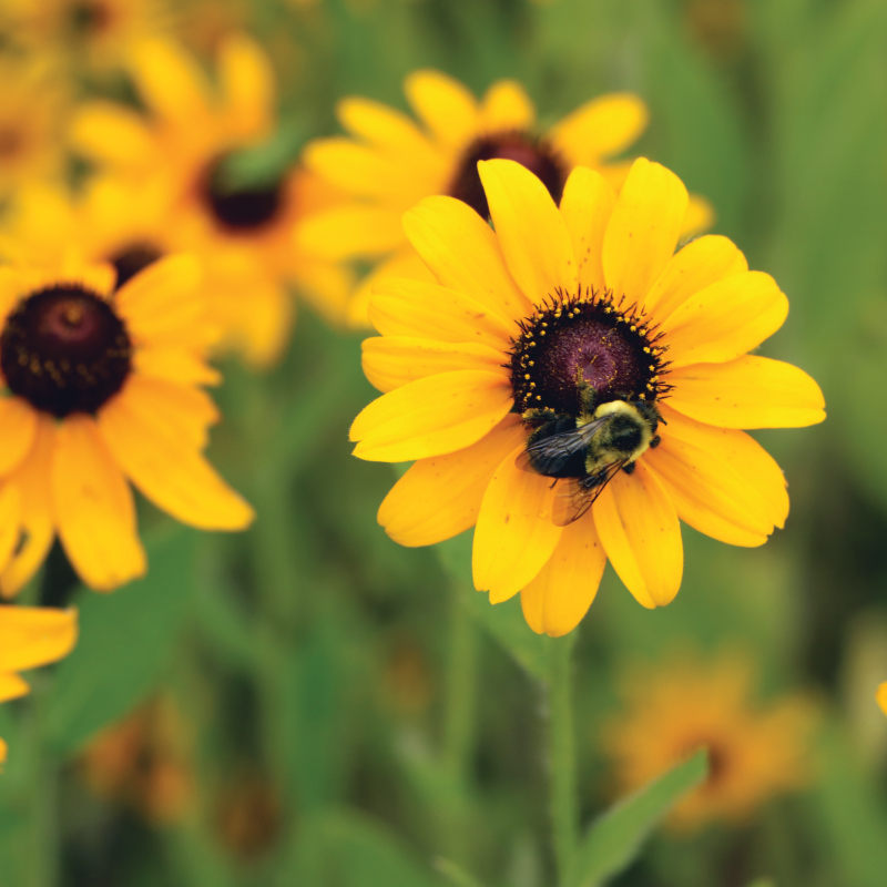 photo of a bee on a flower