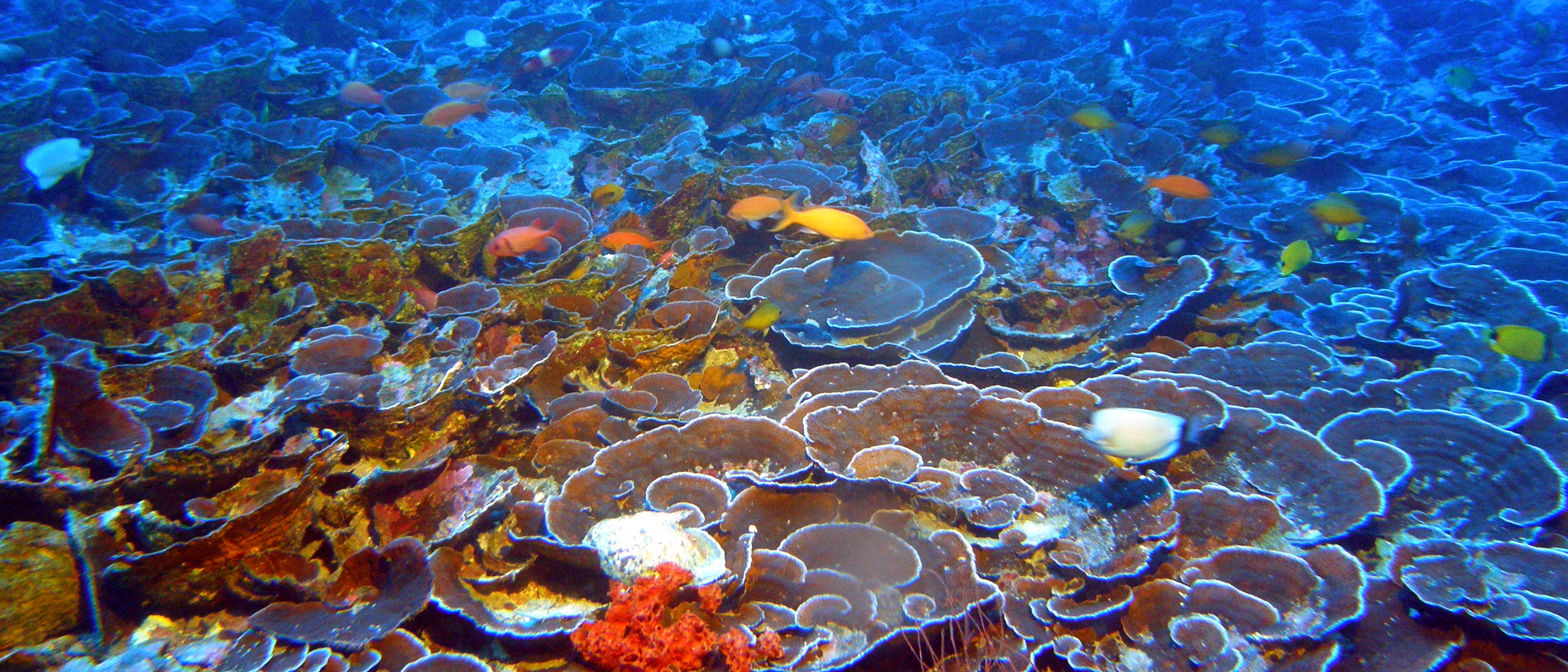 Extensive Hawaiian Reefs in Oceanic “Twilight Zone” Harbor Many Unique Species