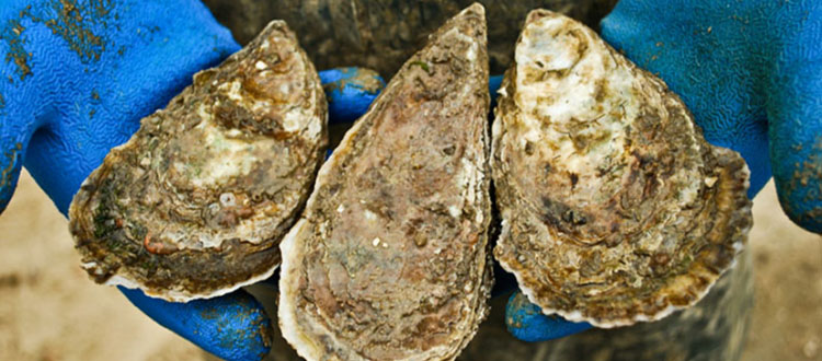 Panel Releases First Recommendations on Oyster Aquaculture Practices that Reduce Nutrients in Chesapeake Bay