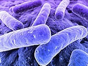 	Colonies of bacteria and mold on agar