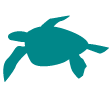 turtle-icon.png