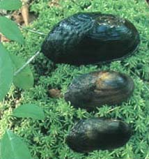 Louisiana Pearlshell Mussels