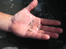 Red drum fingerlings. Credit: USFWS Image.