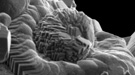 Detailed electron microscopy images.