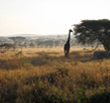 Girafee munching on leaves Credit: Michelle Gadd