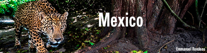 Mexico Program. Credit: Emmanuel Rondeau
