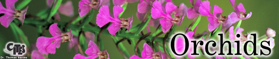 pink-orchids