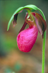 pink-lady-slipper-orchid