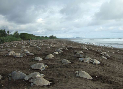 Olive ridley sea turtles, which nest in daylight, come ashore in this arribada at Ostional, Costa Rica.