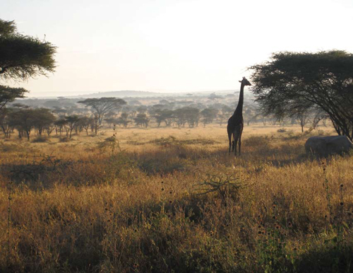 A lone giraffe, one of many wildlife species targeted by hunters for bushmeat, accentuates this view of the Seronera Plain in Tanzania.