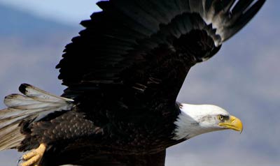 Bald eagle in flight. Credit: George Gentry, USFWS.