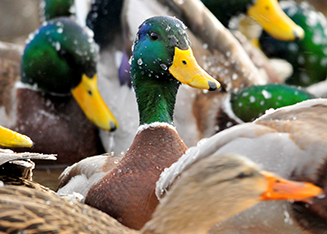 Mallard Tom Koerner/USFWS