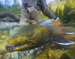 Bull trout